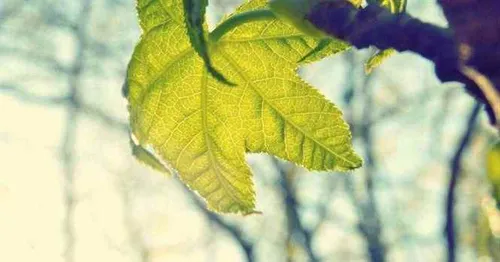 A Força do Cedro do Líbano: O Que a Bíblia Ensina Sobre Resiliência