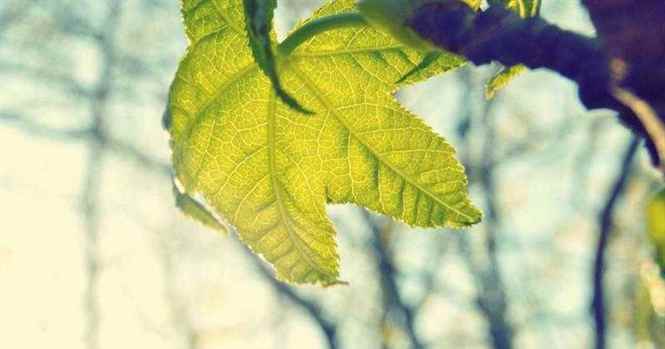 A Força do Cedro do Líbano: O Que a Bíblia Ensina Sobre Resiliência
